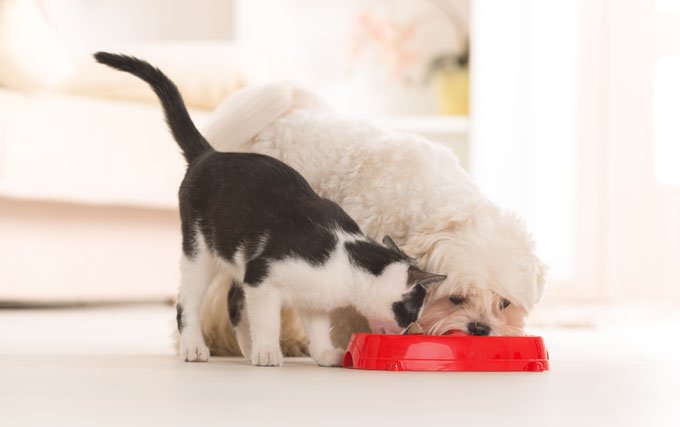 3 Ingredients You Definitely Want To See In Your Pet s Food CatTime