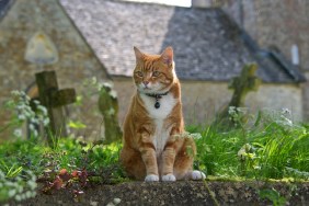 Cat Sitting In Graveyard