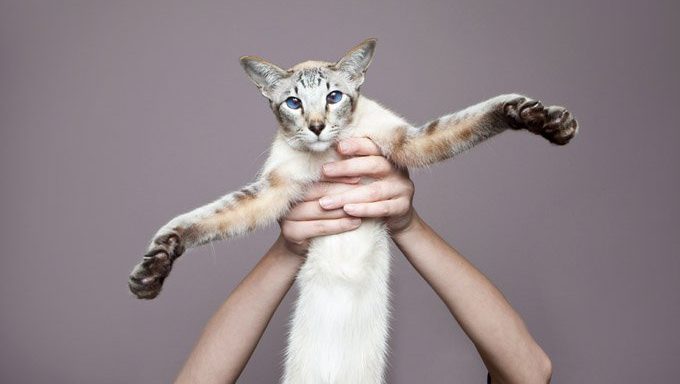 hands holding up senior cat