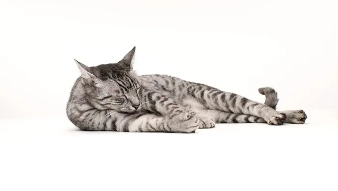 cat lying down in white room