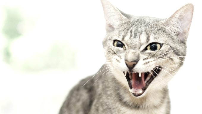 5 Reasons Why Your Cat Is Growling & How To Stop It