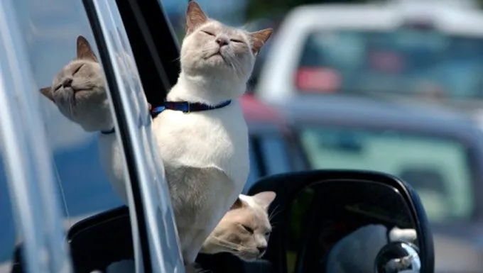 two cats on road trip