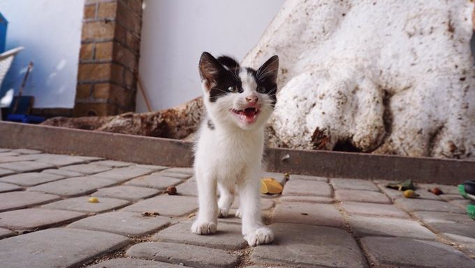 kitten meowing