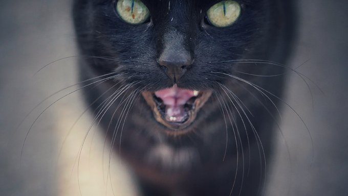 black cat meowing