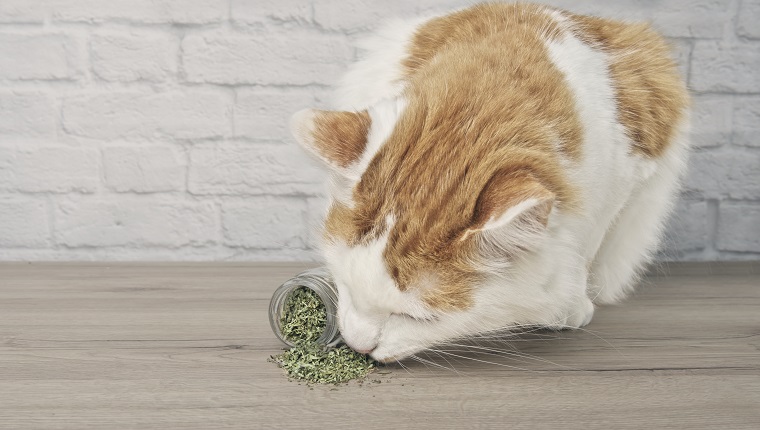 Cute tabby cat sniffing on dried catnip.