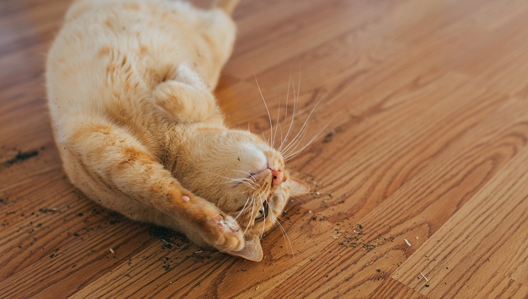 Cats Catnip Everything You Need To Know About Your Kitty On