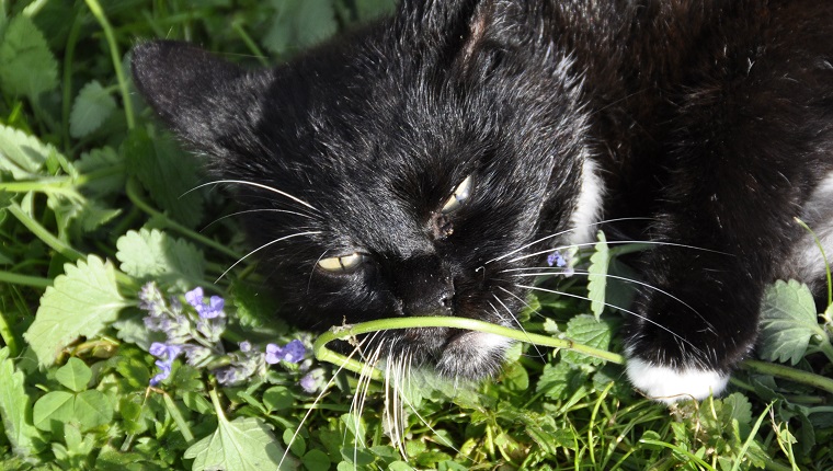Domestic cat euphorically from smelling catnip