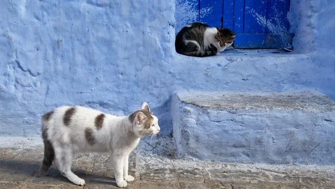stray cats in front of adobe home