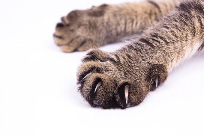 Cat best sale paw claws