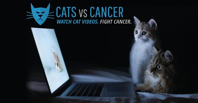 cats vs cancer photo