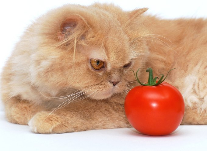 vegan-cat-diet-2