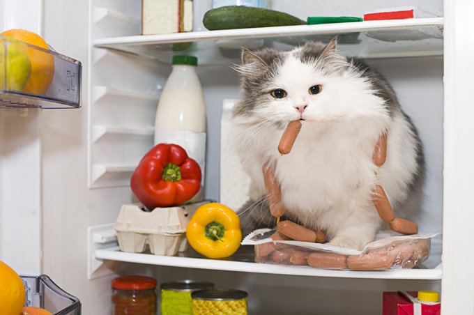 vegan-cat-diet-3