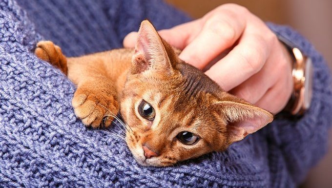 A brown kitten is held in a person's arms.