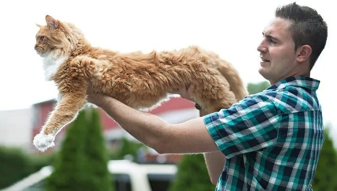 Largest cat ever store recorded