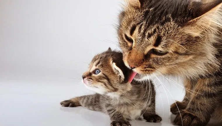 A mother cat licks her kitten.