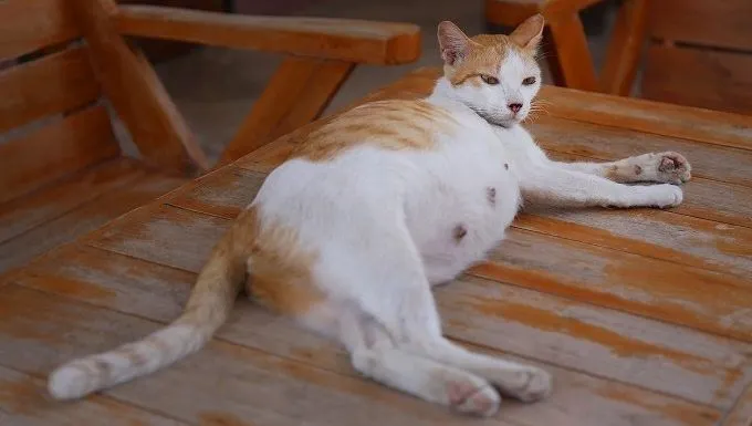 An orange and white pregnant cat lies on wooden porch furniture.