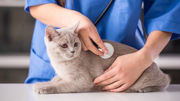 A cat sits on a veterinarians table while she holds a stethoscope to its chest.