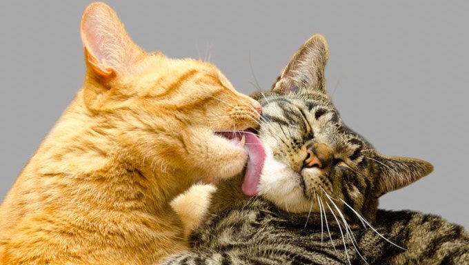 cat licking younger cat