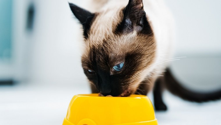 A Siamese Cat eats a small portion of food from a yellow bowl.