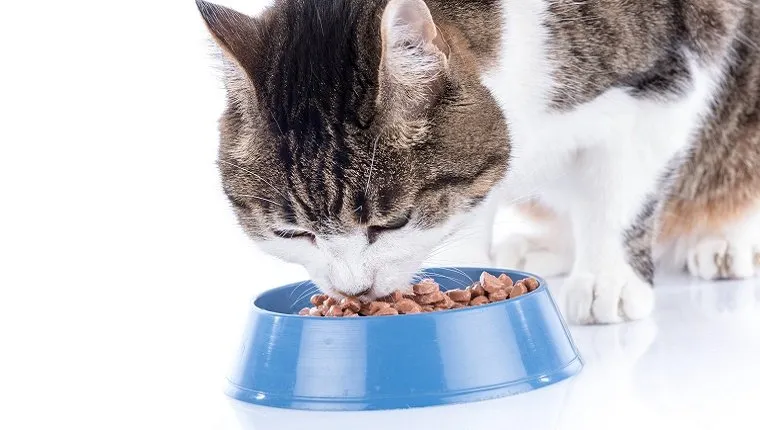 A cat eats wet food out of a blue bowl.