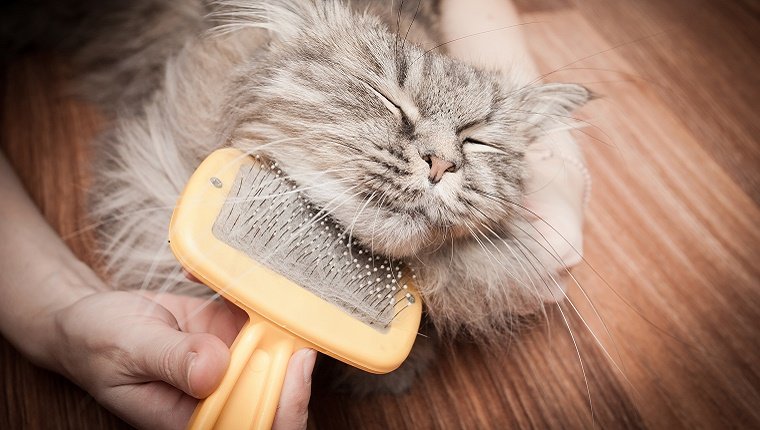 A cat looks content with his eyes closed while a person brushes the fur underneath his chin.
