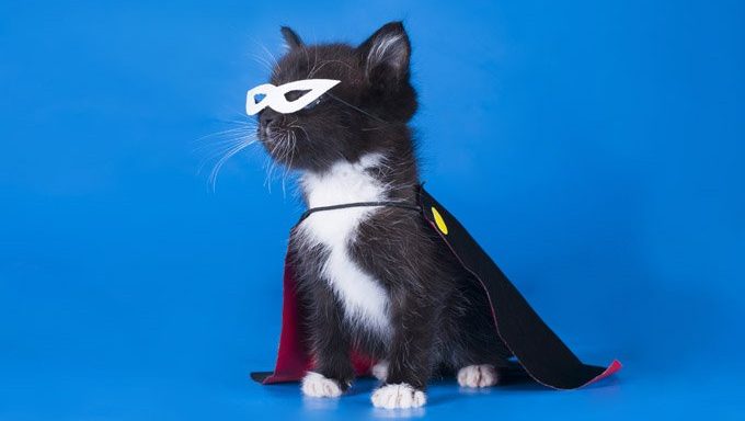 Cat Costumes: How to dress your cat without the stress — Space Cat Academy