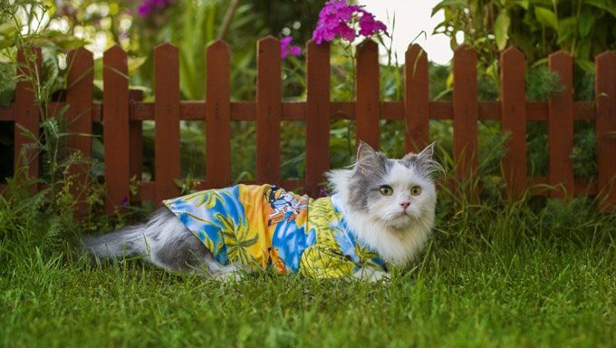 cat with hawaiian shirt