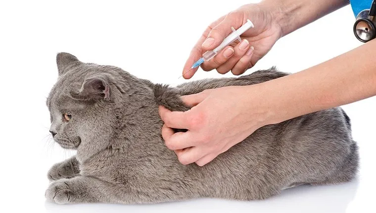 A grey cat receives an injection from a vet.