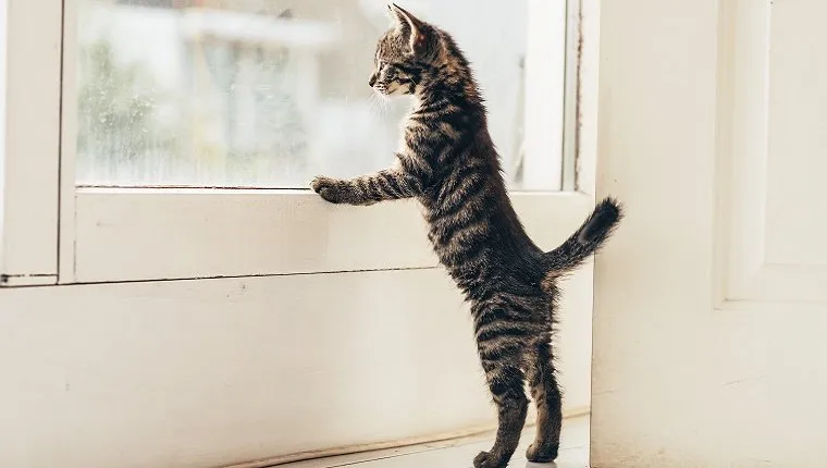 A small cat stands looking out the window with its front paws on the window sill. 