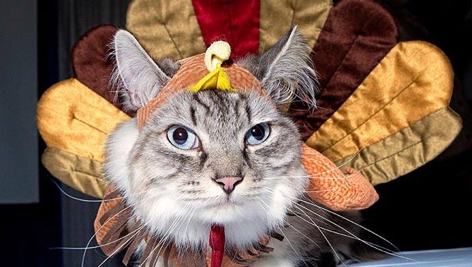 Pilgrim Turkey Cat Collar Limited Edition