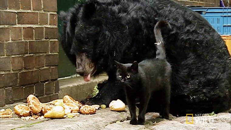 A black cat stands in front of a bear while she eats her food.