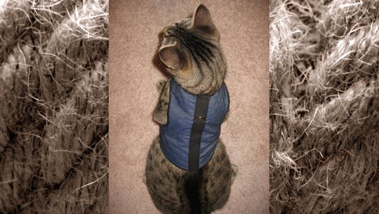 A cat sits with a blue harness.