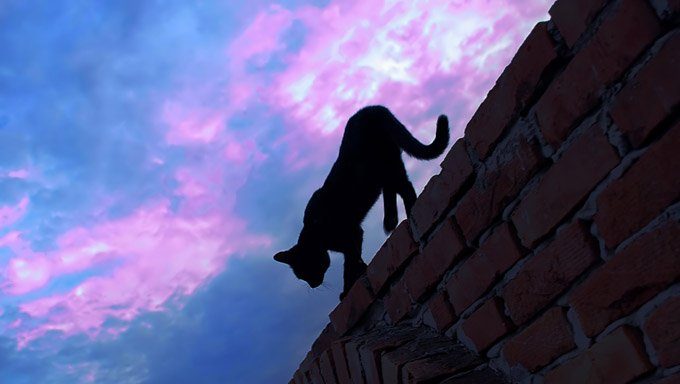 cat walking on wall outside