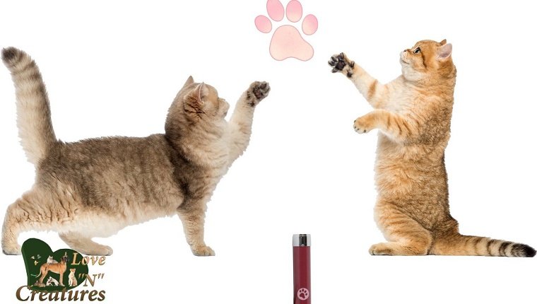 Two cats play with a paw print laser on a white background.