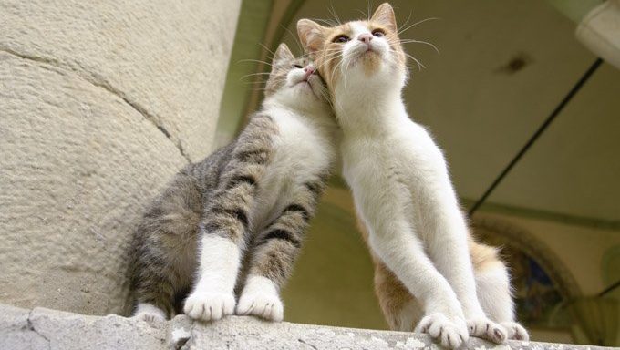 cats nuzzling each other