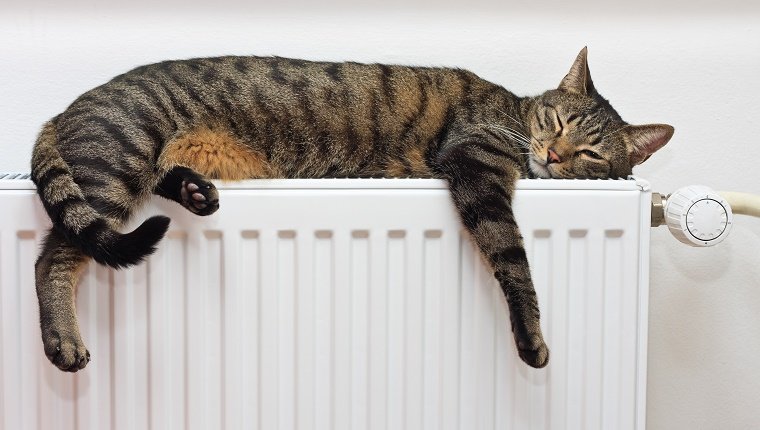 A black and grey striped cat sleeps on a radiator.