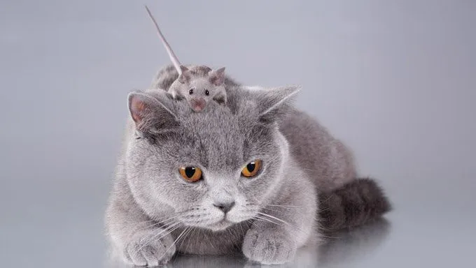 cat with mouse on head
