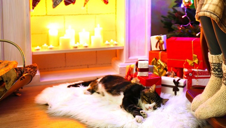 A cat sleeps on a white rug in front of a fireplace lit with candles and gifts under a Christmas tree. Do cats hibernate in winter?
