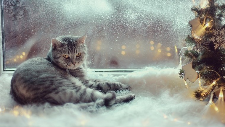 A grey cat sits in front of a frosted window next to a Christmas decoration with fake, cotton snow around it.