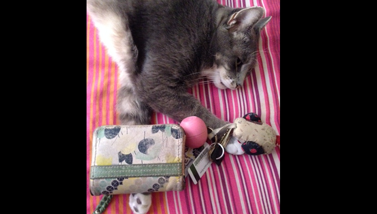 A cat lies on a pink blanket next to some keys and a coin purse.