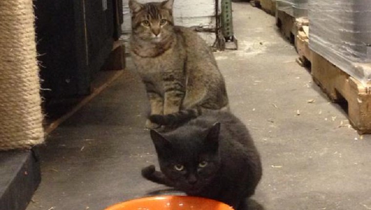 A grey cat and a black cat stand next to each other on the brewery floor. The black cat sniffs at a food bowl.