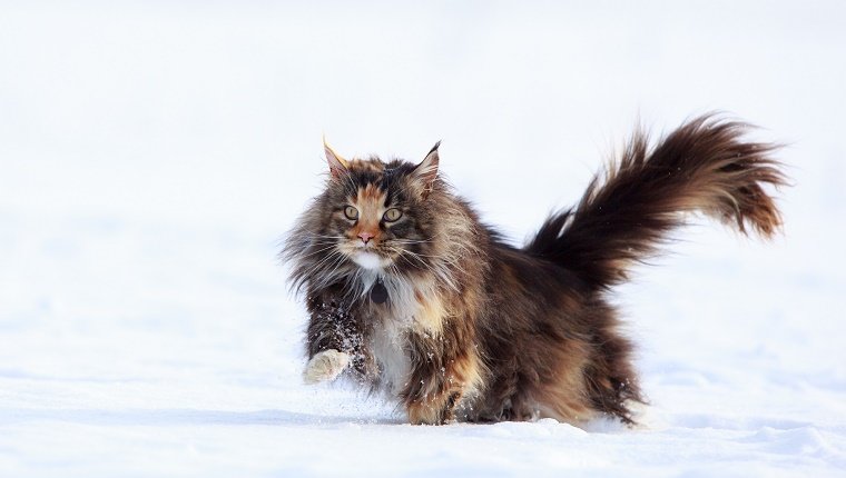 A cat with long fur walks through the snow.