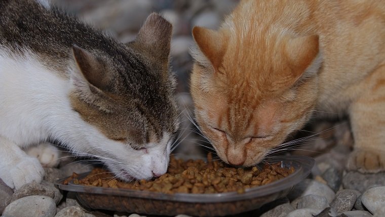 Two feral cats eat cat food from a small bowl.