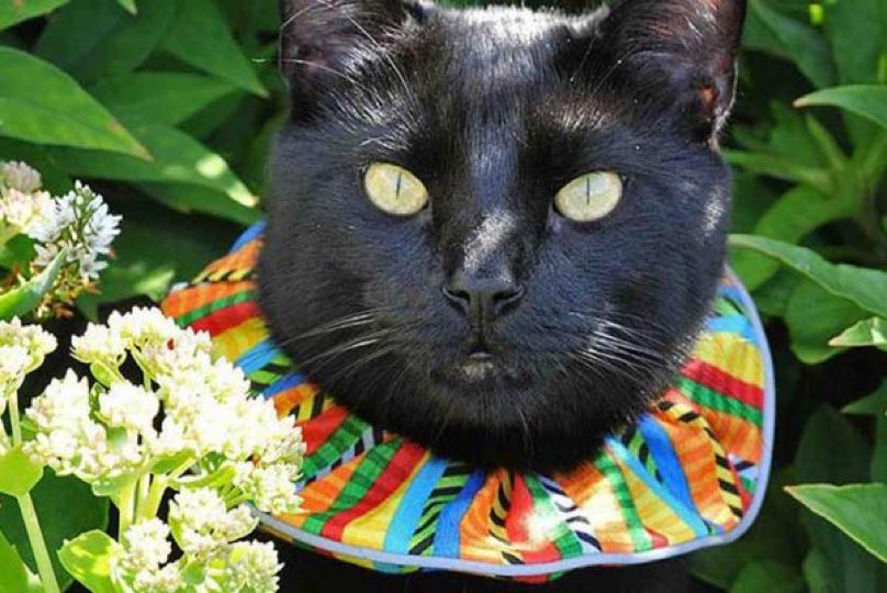 Brightly Colored Court Jester Style Collars For Cats Help Save Lives