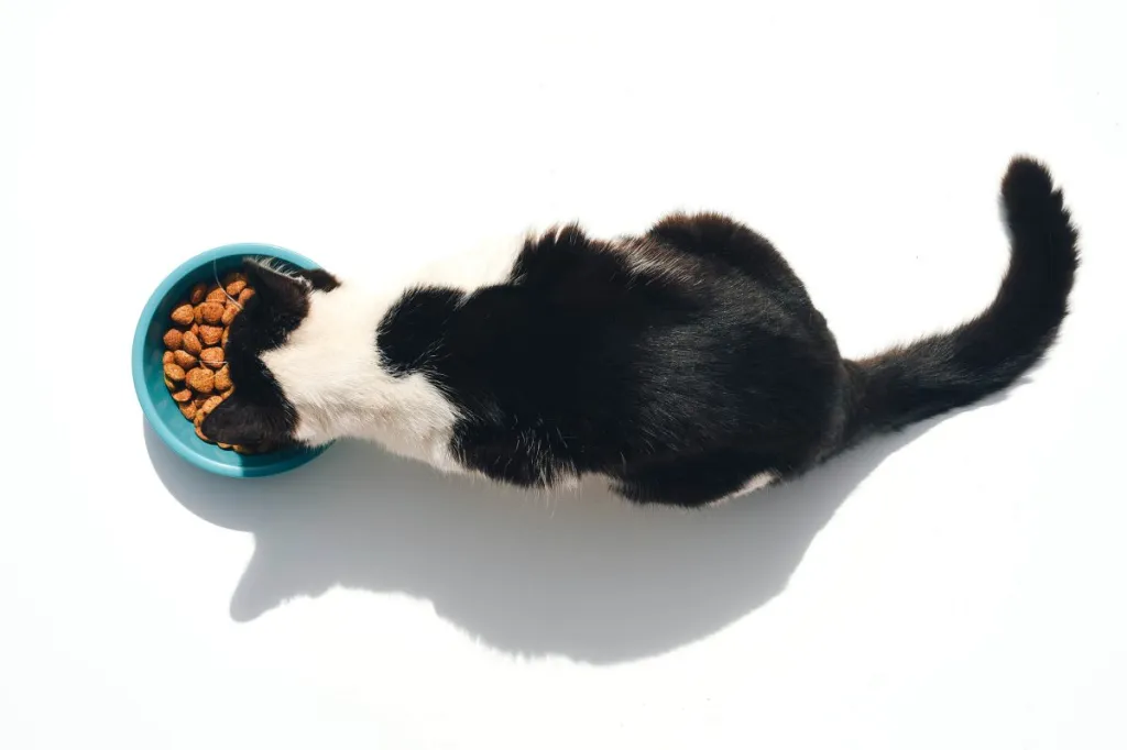 cat eating cat food from bowl
