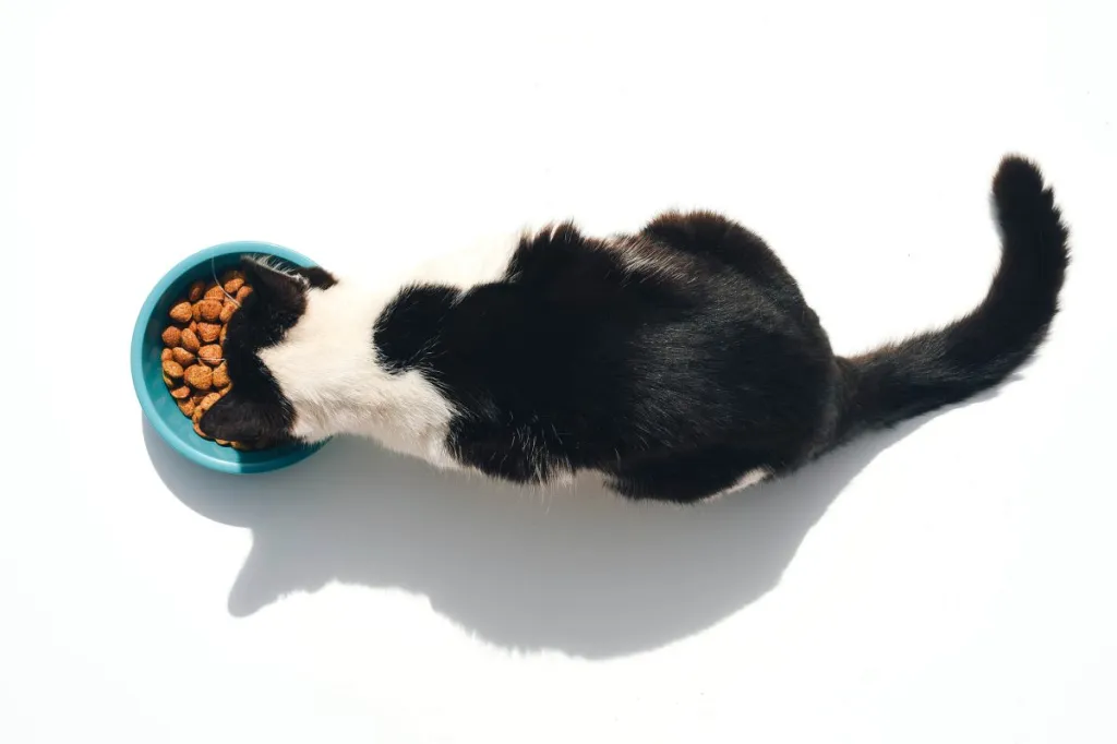 cat eating feline  nutrient  from bowl