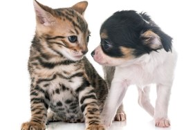 bengal kitten and puppy chihuahua in front of white background
