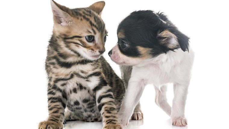 bengal kitten and puppy chihuahua in front of white background