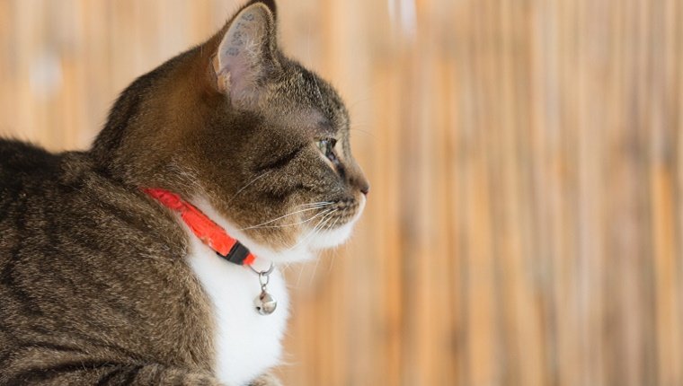 A cat wears an orange collar with a small bell attached. 