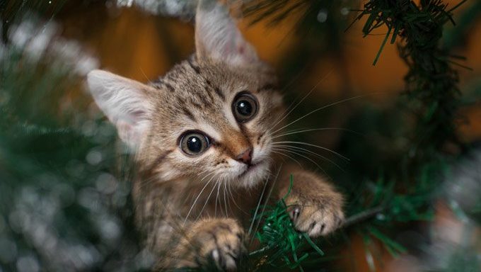 kitten sitting in christmas tree